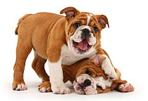 Two playful Bulldog puppies, 11 weeks. Not available for 2014 calendars in France, French Territories or Monaco.