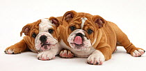 Two playful Bulldog puppies, 11 weeks.
