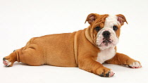 Bulldog puppy, 11 weeks, lying with head up.