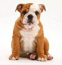 Portrait of a Bulldog puppy sitting, 11 weeks.