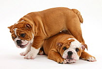 Two playful Bulldog puppies, 11 weeks.