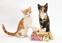 Ginger-and-white and tortoiseshell kittens on birthday parcels.