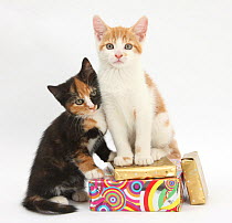 Ginger-and-white and tortoiseshell kittens on birthday parcels.