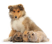 Rough Collie puppy, 14 weeks, with three young rabbits.