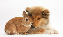 Rough Collie puppy, 14 weeks, with sandy Netherland dwarf-cross rabbit.