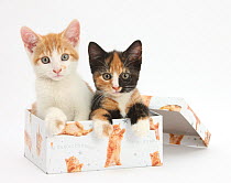 Ginger-and-white and tortoiseshell kittens in a birthday box.