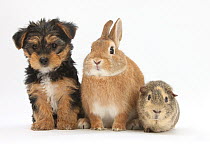 Yorkshire Terrier-cross puppy, 8 weeks, with guinea pig and sandy Netherland dwarf-cross rabbit.