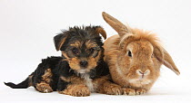 Yorkshire Terrier puppy, 8 weeks, with sandy Lionhead-cross rabbit.
