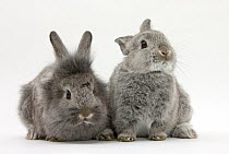 Two young domestic silver rabbits.