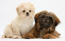 Cream Shih-tzu puppy, 7 weeks, and brown Shih-tzu, 5 months.