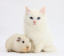 White Main Coon-cross kitten with white guinea pig.