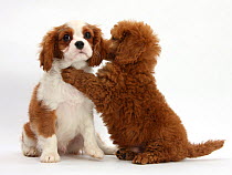 RF- Blenheim Cavalier King Charles Spaniel puppy, 11 weeks, with Apricot miniature Poodle puppy, 8 weeks. (This image may be licensed either as rights managed or royalty free.)