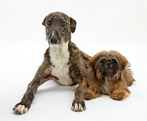 Brindle Lurcher dog, and brown Shih-tzu.