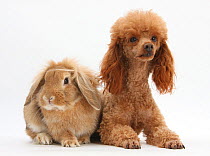 Red toy Poodle dog, with sandy Lop rabbit.