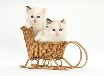 Ragdoll-cross kittens in a wicker toy sledge.
