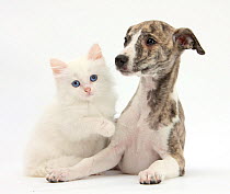 Brindle-and-white Whippet puppy, 9 weeks, with white Maine Coon-cross kitten.
