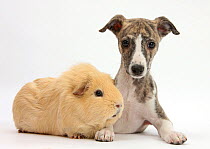 Brindle-and-white Whippet puppy, 9 weeks, with yellow guinea pig.