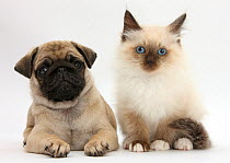 Fawn Pug puppy, 8 weeks, and Birman-cross kitten.