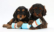 Cockerpoo puppies with paws over a Christmas cracker.