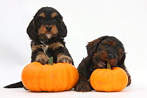 Two Cockerpoo puppies with pumpkins.