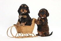 Cockerpoo puppies playing with a wicker toy sledge.