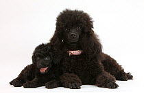 Black Toy Poodle bitch and puppy, 7 weeks.