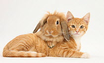Ginger kitten with sandy Lionhead-Lop rabbit.
