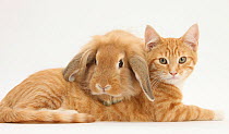 Ginger kitten with Sandy Lionhead-Lop rabbit.
