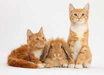 Ginger kittens with sandy Lionhead-Lop rabbit.