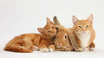 Ginger kittens with Sandy Lionhead-Lop rabbit.