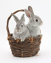 Silver baby rabbits in a wicker basket.