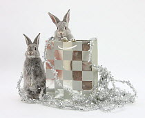 Two baby silver rabbits in a gift bag with Christmas tinsel.