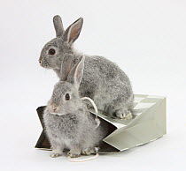 Two baby silver rabbits in a gift bag.
