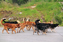 Pack of street dogs following after a bitch on heat in a "bitch run". Coyhaique, Chile, Patagonia, South America, January.