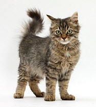 Tabby kitten, 5 months, standing.
