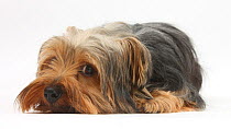 Yorkshire Terrier, lying with chin on the floor.