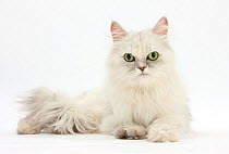 Chinchilla Persian female cat, 6 years.