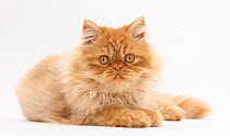 Red Persian male kitten, 15 weeks.