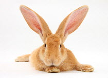 Flemish giant rabbit with ears erect.