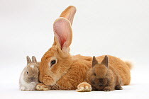 Flemish Giant Rabbit, and baby Netherland dwarf-cross rabbits.