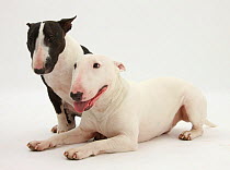 Miniature Bull Terrier bitch and dog.