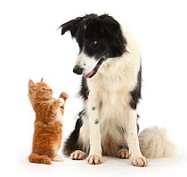 Black-and-white Border Collie looking at ginger kitten.