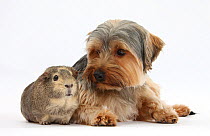Yorkshire Terrier dog, 16 months, and guinea pig.