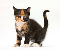RF- Tortoiseshell kitten. (This image may be licensed either as rights managed or royalty free.)
