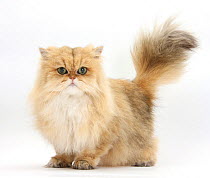 Golden Chinchilla Persian female cat, 6 years.