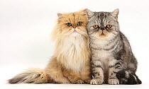 Golden Chinchilla Persian female cat, 6 years, with silver tabby exotic male cat, 5 years.