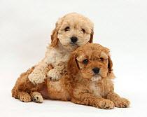 Golden Cockerpoo puppies.