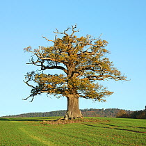 English Oak (Quercus robur) standing solitary in a field. Surrey, UK, November. Year sequence, 4 of 4 (winter).