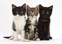 RF- Three kittens sitting together in line. (This image may be licensed either as rights managed or royalty free.)