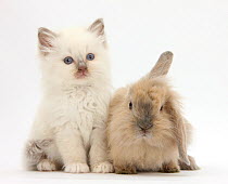 Young windmill-eared rabbit and colourpoint kitten.